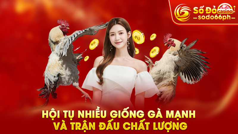 hội tụ nhiều giống gà mạnh và trận đấuu chất lượng