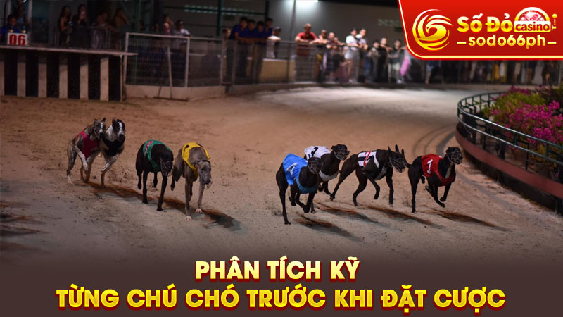 phân tích kỹ từng chú chó trước khi đặt cược