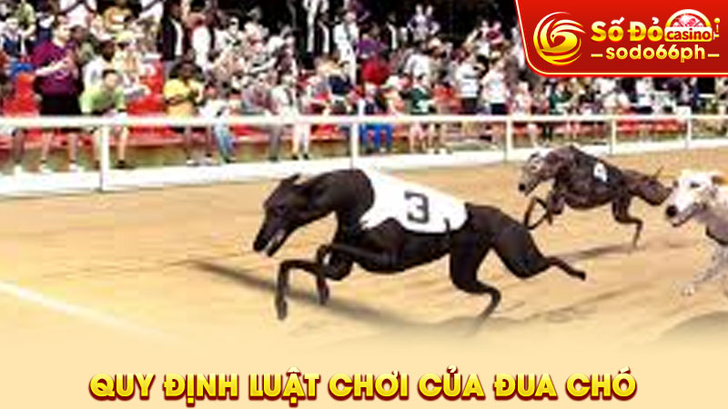 quy định luật chơi của đua chó
