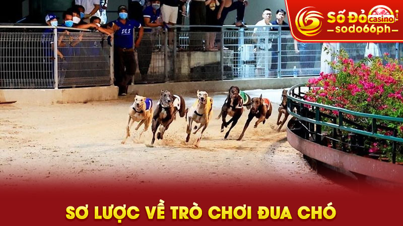 sơ lược về trò chơi đua chó